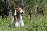 FOX TERRIER 226